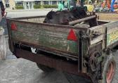 Strautmann STRAUTMAN 2.7 TON MESTVERSPREIDER